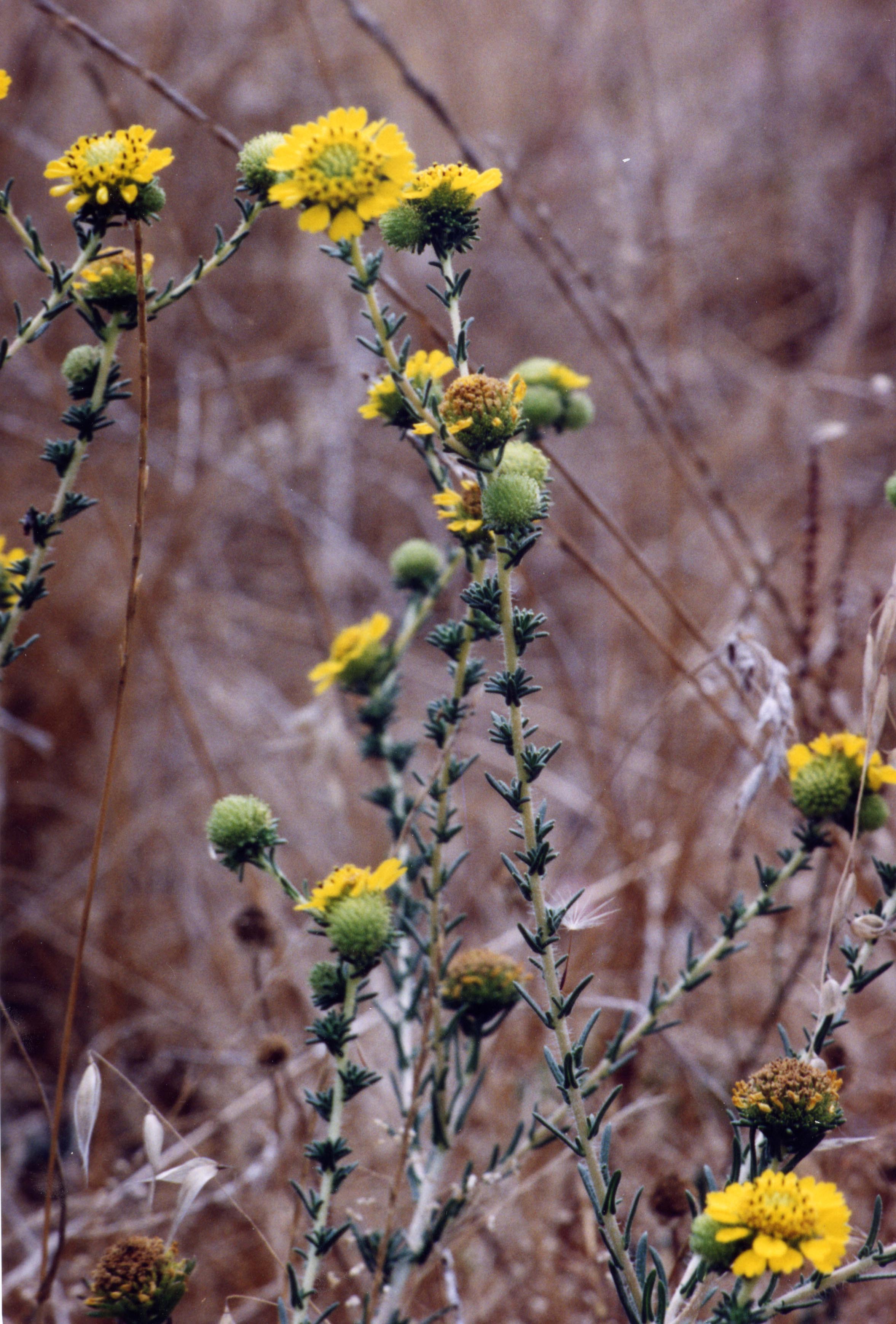 Santa Cruz Sunflower Recovery Workshop program image